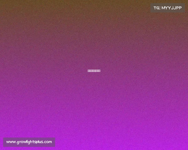 网球网子全国大赛 网球网子全国大赛